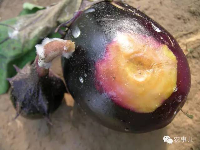 茄子的室内种植技术_茄子家庭种植技术_室内种植茄子如何才能结果