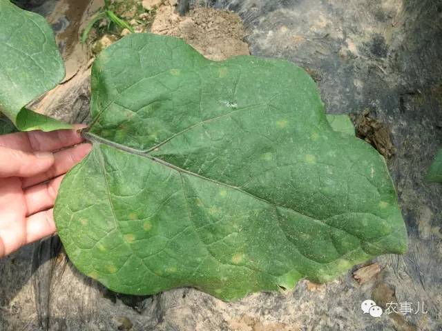 茄子的室内种植技术_室内种植茄子如何才能结果_茄子家庭种植技术