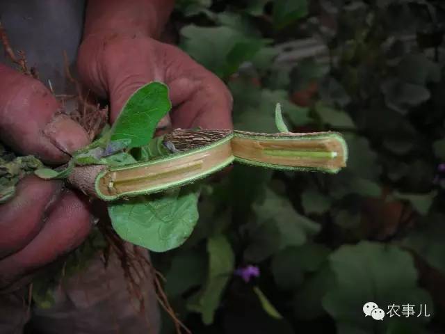 茄子家庭种植技术_室内种植茄子如何才能结果_茄子的室内种植技术