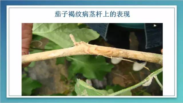 茄子的室内种植技术_茄子家庭种植技术_室内种植茄子如何才能结果