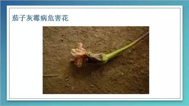 茄子家庭种植技术_室内种植茄子如何才能结果_茄子的室内种植技术