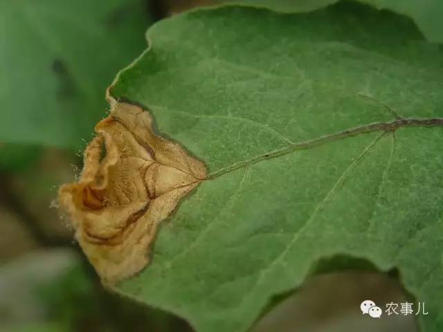 室内种植茄子如何才能结果_茄子的室内种植技术_茄子家庭种植技术