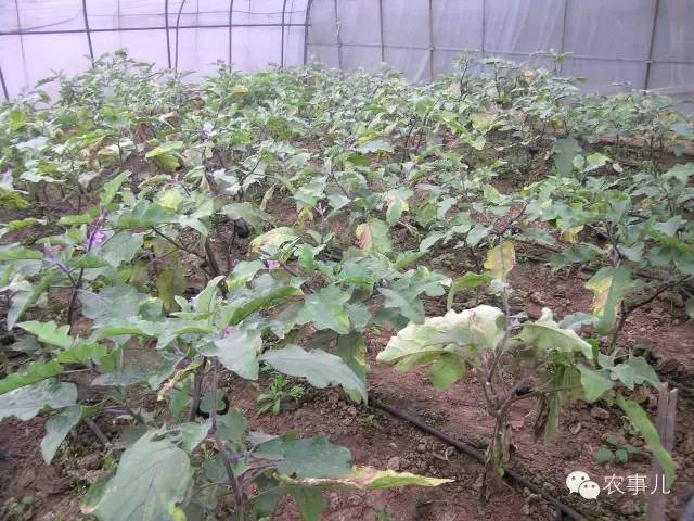 茄子的室内种植技术_室内种植茄子如何才能结果_茄子家庭种植技术