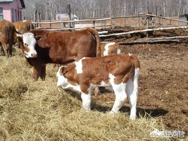 夏洛莱牛养殖技术视频_正宗夏洛莱牛养殖基地_夏洛莱牛的养殖技术