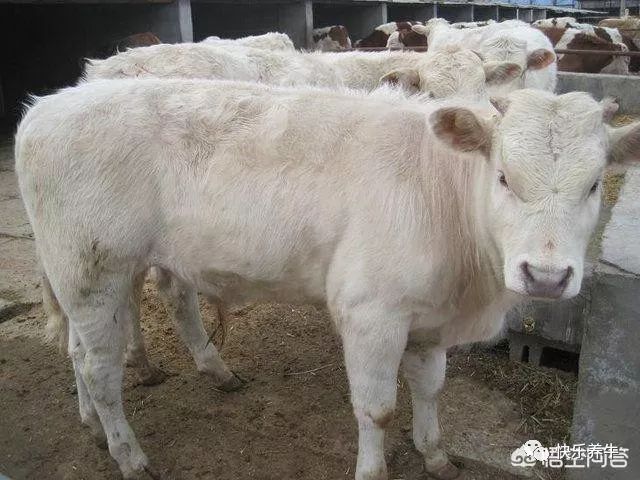 夏洛莱牛的养殖技术_正宗夏洛莱牛养殖基地_夏洛莱牛养殖技术视频