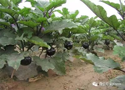 茄子的室内种植技术_茄子室内种植技术与管理_茄子室内种植技术视频