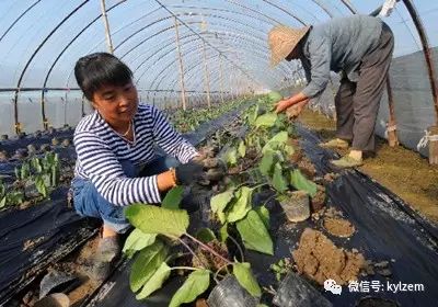 茄子室内种植技术与管理_茄子的室内种植技术_茄子室内种植技术视频