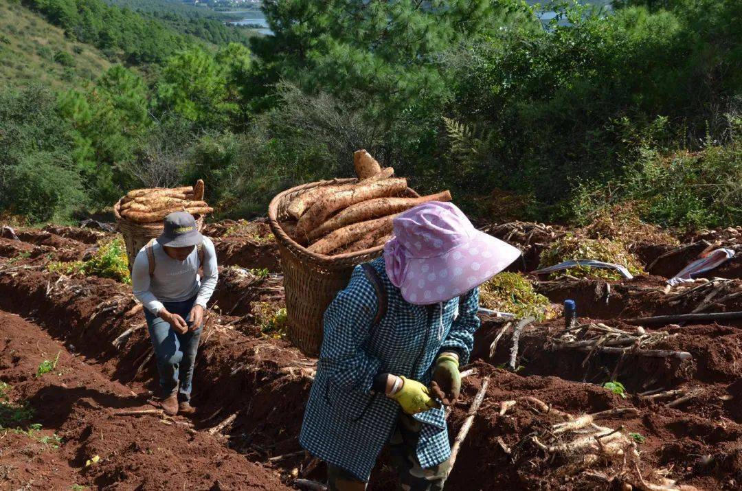 云南山药怎么种植_云南山药种植新技术_云南山药种植基地