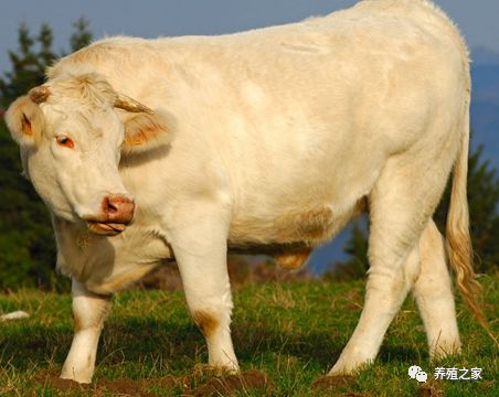 夏洛莱牛养殖视频_夏洛菜牛养殖视频_夏洛莱牛的养殖技术