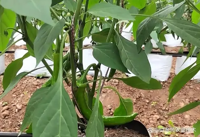 致富经辣椒种植视频_致富经高产辣角的种植技术_农业节目致富经种植辣椒