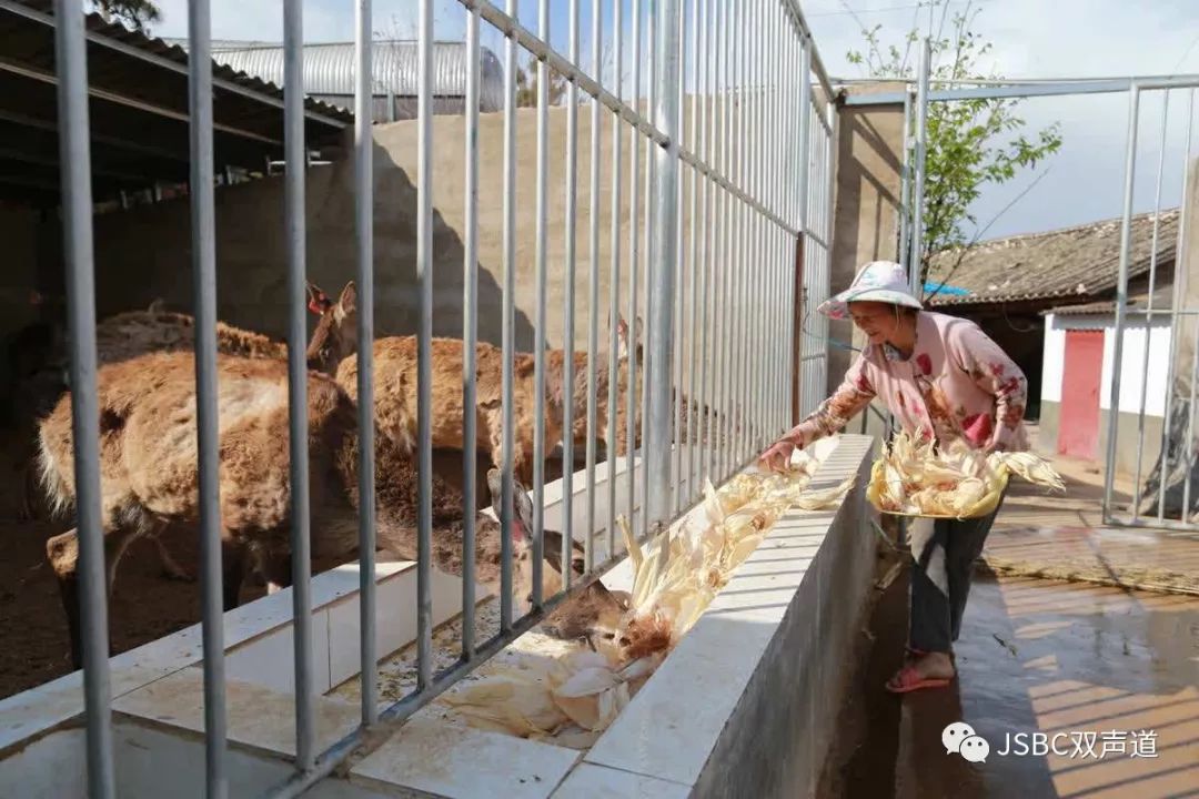 cctv7养殖梅花鹿视频_视频养殖梅花鹿技术方法_梅花鹿视频养殖技术