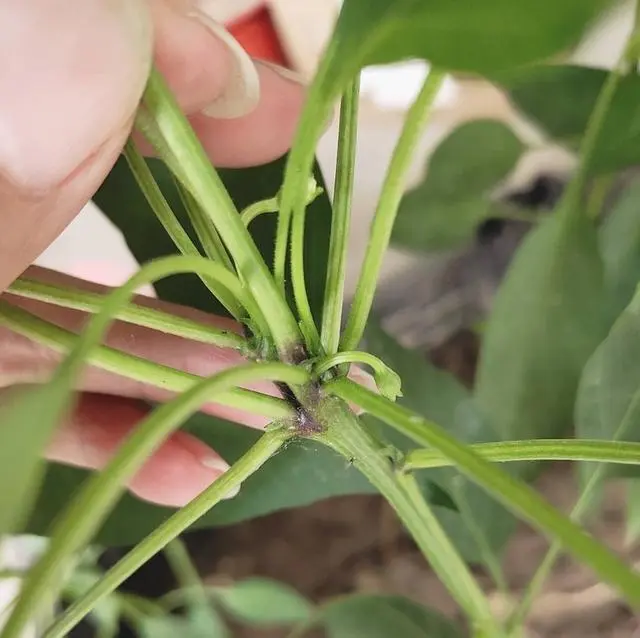 致富经辣椒种植视频_致富经高产辣角的种植技术_致富经辣椒创业