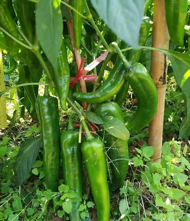 致富经辣椒创业_致富经辣椒种植视频_致富经高产辣角的种植技术