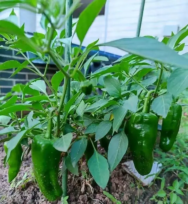 致富经辣椒创业_致富经辣椒种植视频_致富经高产辣角的种植技术