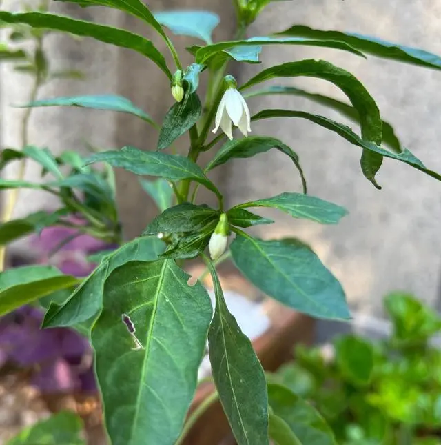 致富经高产辣角的种植技术_致富经辣椒种植视频_致富经辣椒创业