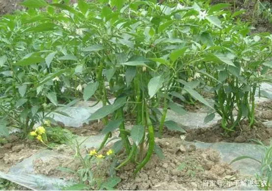 致富经高产辣角的种植技术_农业节目致富经种植辣椒_致富经辣椒创业