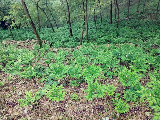 致富种植魔芋项目简介_种植魔芋挣钱吗_魔芋种植致富项目