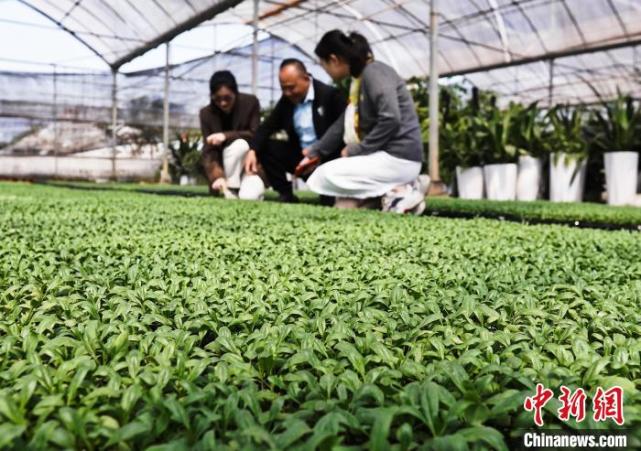 种花致富经_花卉致富种植方案_花卉种植致富