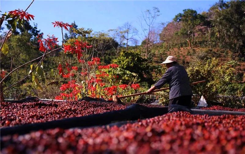 春季大豆种植技术_春季致富豆种植_春季豆类种植