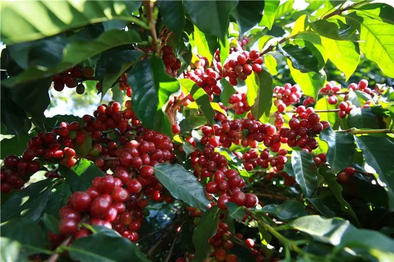 春季致富豆种植_春季大豆种植技术_春季豆类种植