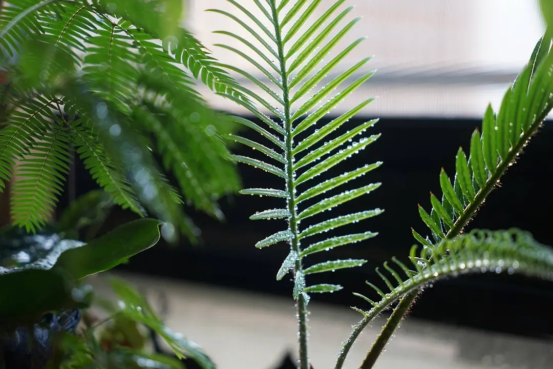 致富花草种植视频_种植花卉致富_种植致富的花草