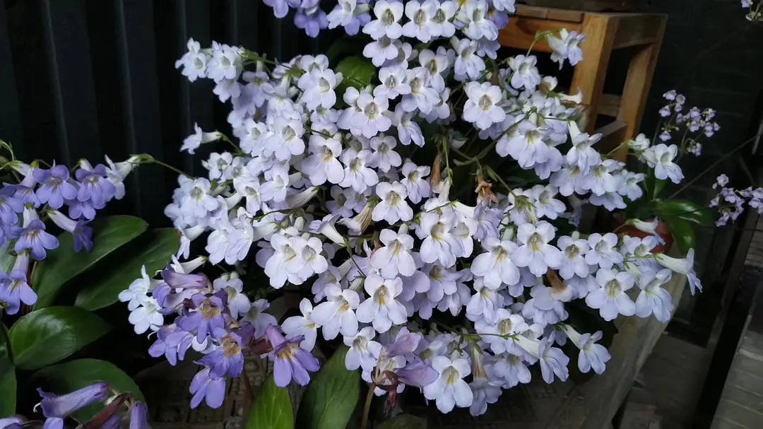 致富花草种植视频_种植花卉致富_种植致富的花草