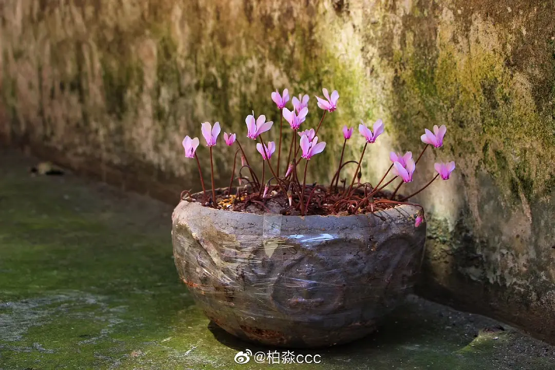 种植致富的花草_致富花草种植视频_种植花卉致富