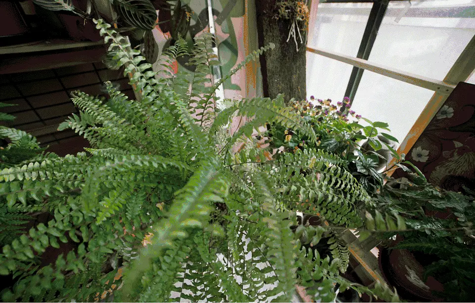 致富花草种植视频_种植致富的花草_种植花卉致富