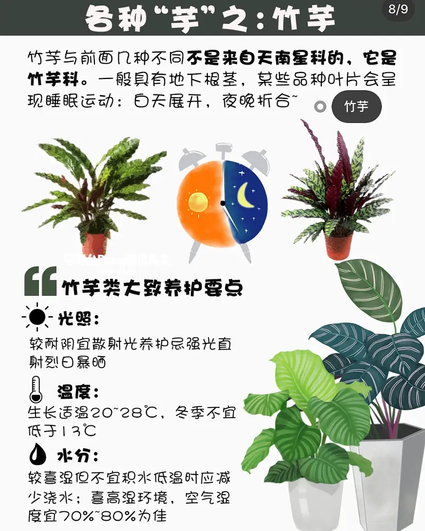 致富花草种植视频_种植花卉致富_种植致富的花草