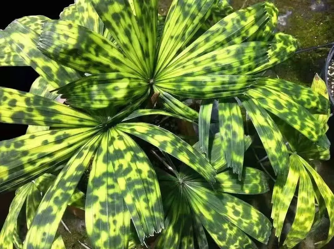 致富花草种植视频_种植致富的花草_种植花卉致富