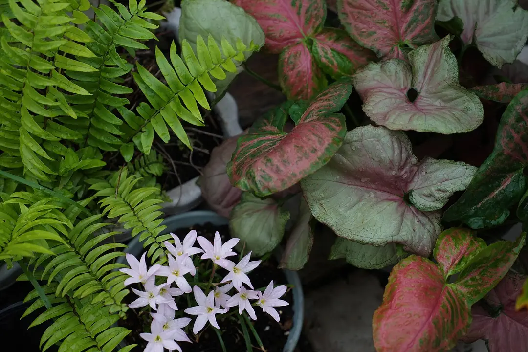 种植花卉致富_种植致富的花草_致富花草种植视频