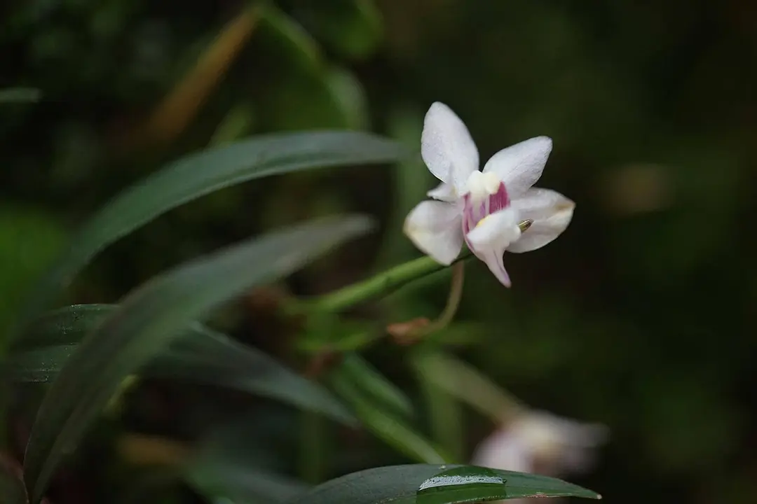 致富花草种植视频_种植花卉致富_种植致富的花草