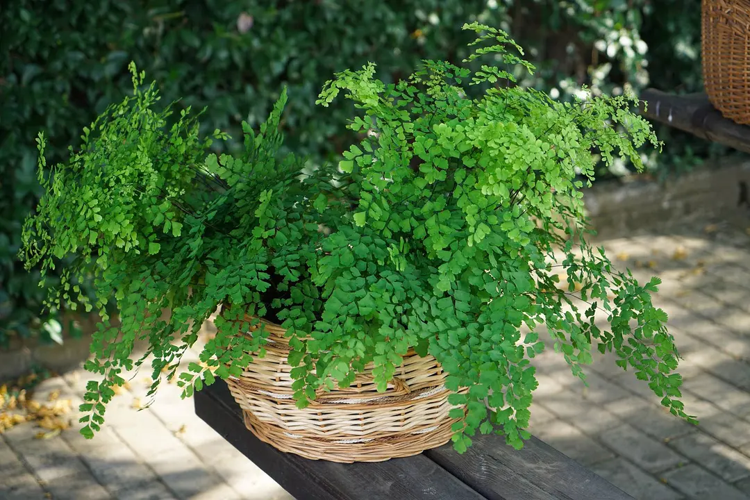 种植致富的花草_种植花卉致富_致富花草种植视频