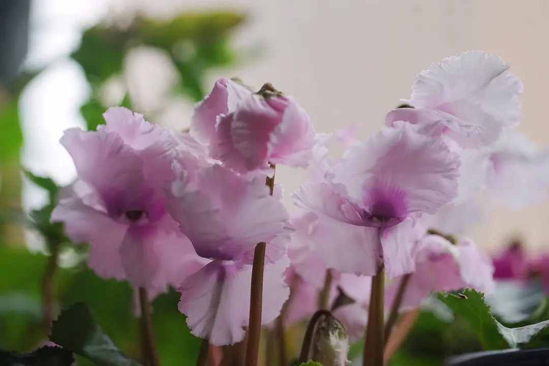 致富花草种植视频_种植花卉致富_种植致富的花草