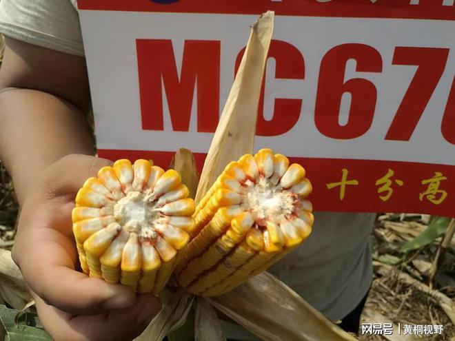 致富种植视频全集_种植致富经_种植中科甜1号可致富吗