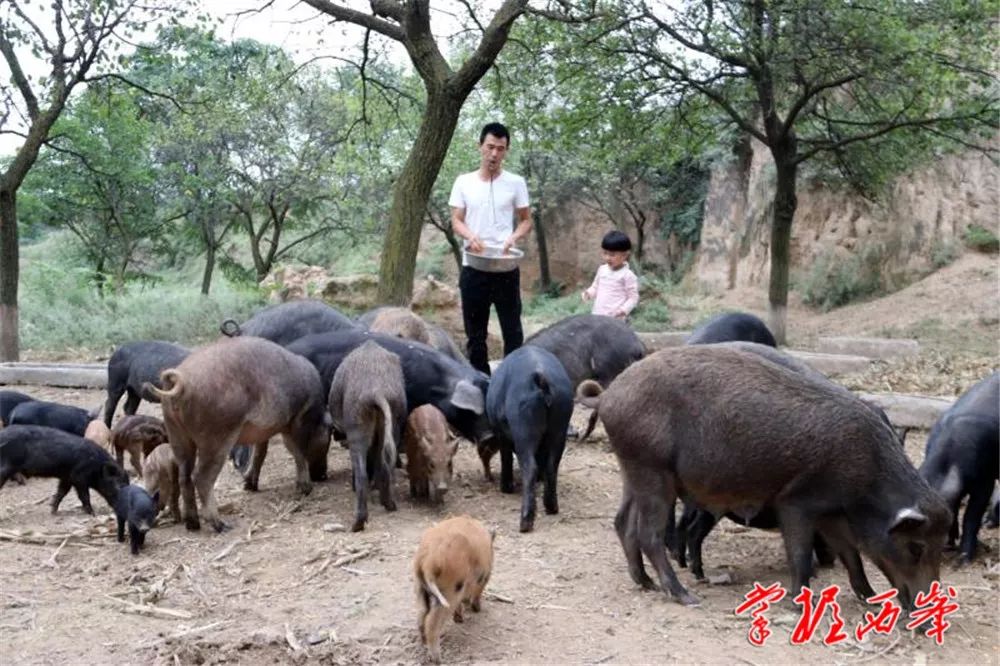 养野猪致富经_致富野猪养殖桑植视频_桑植养殖野猪致富