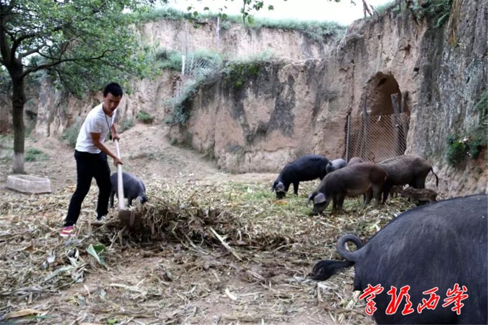 桑植养殖野猪致富_养野猪致富经_致富野猪养殖桑植视频