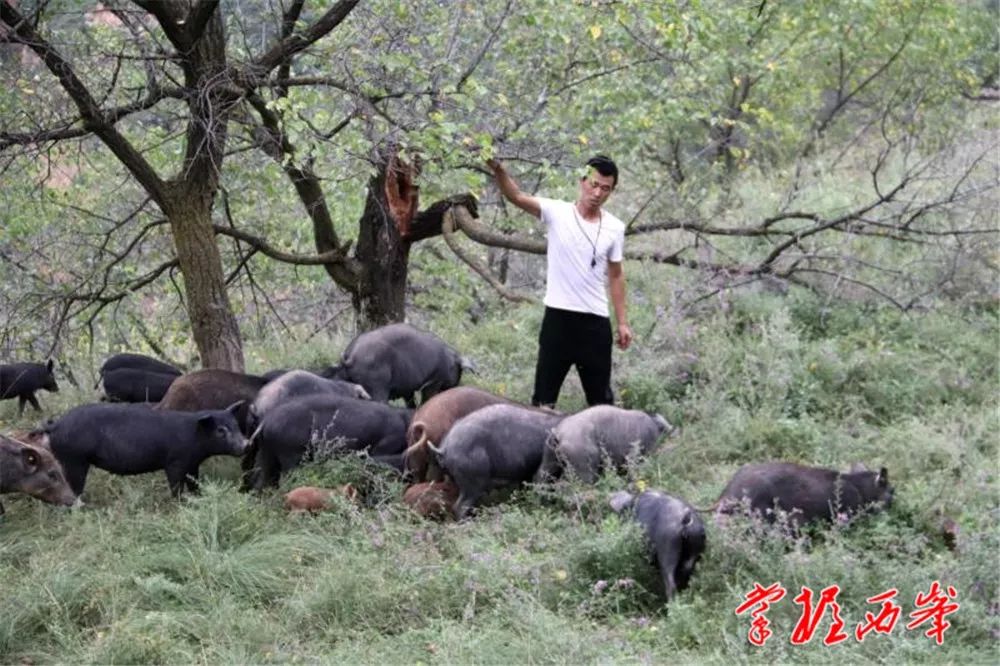 养野猪致富经_致富野猪养殖桑植视频_桑植养殖野猪致富