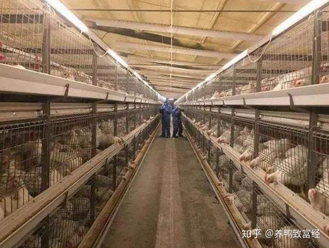 养殖肉鸡网架技术要求_养鸡网架的搭建视频_肉鸡网架养殖技术