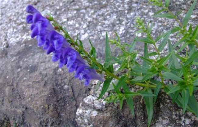 黄芩病虫害防治技术