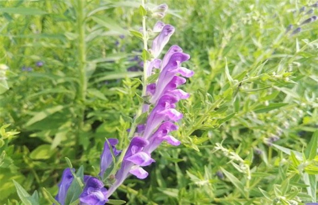 黄芩病虫害防治技术