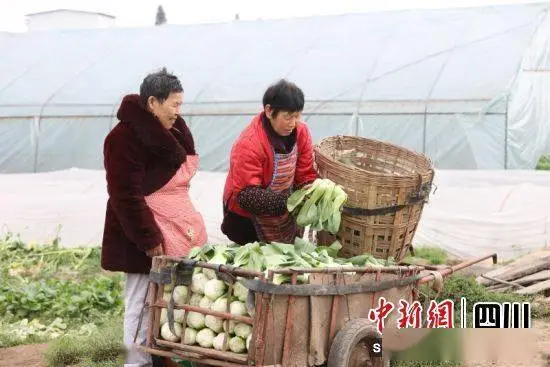 致富青菜大棚种植视频_大棚青菜种植技术视频_青菜大棚种植致富