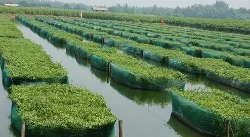 人工养殖黄鳝的时间周期是多久_人工养殖黄鳝技术图片_人工养的黄鳝有营养吗