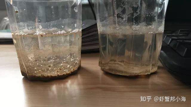 致富养殖对虾技术要求高吗_对虾养殖视频致富经_致富经对虾养殖技术