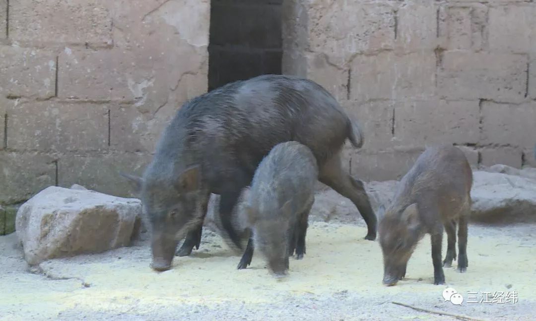 桑植养殖野猪致富_致富野猪养殖桑植视频_养野猪致富经