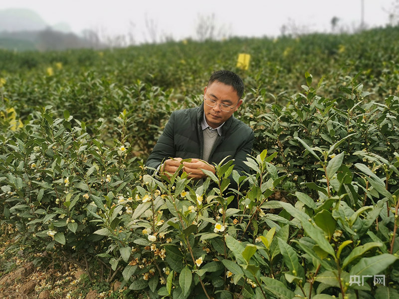 白茶种植致富视频_种植白茶的市场前景_视频致富种植白茶是真的吗