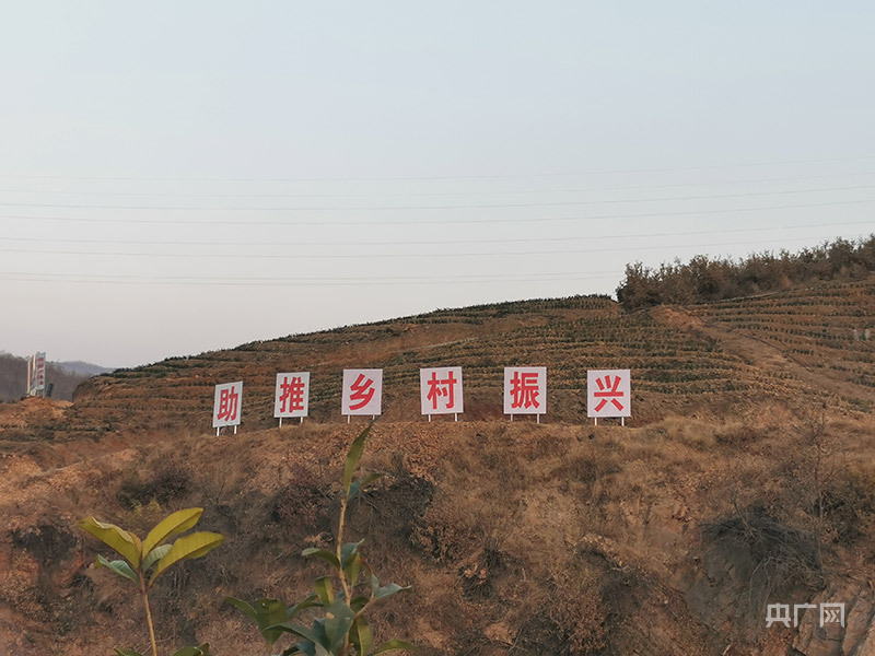 种植白茶的市场前景_白茶种植致富视频_视频致富种植白茶是真的吗