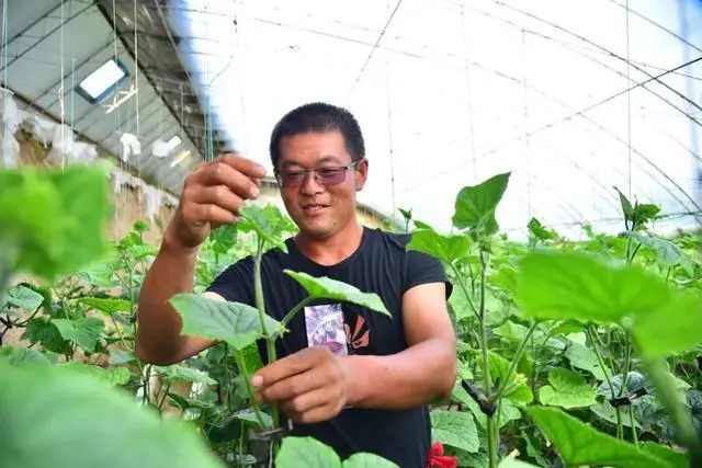 乌兰察布平地泉镇南村，把反季蔬菜销往全国，大棚种植富了村民带火旅游