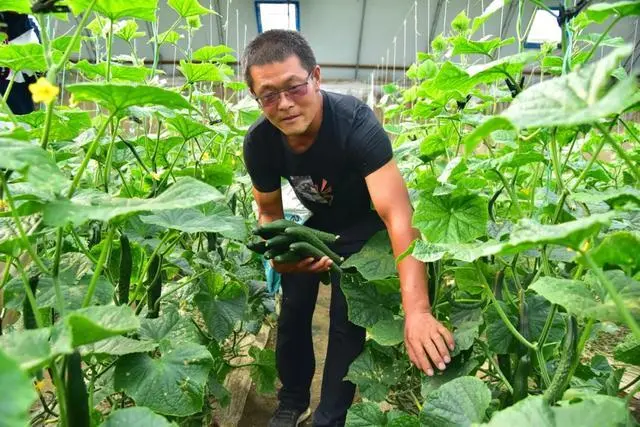 青菜大棚种植致富_大棚小青菜_大棚种植青菜有没有利润