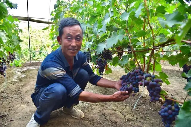 大棚小青菜_青菜大棚种植致富_大棚种植青菜有没有利润